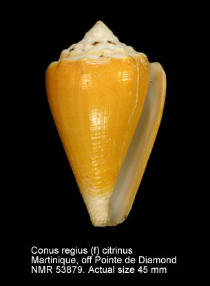 Conus regius (f) citrinus.jpg - Conus regius (f) citrinusGmelin,1791